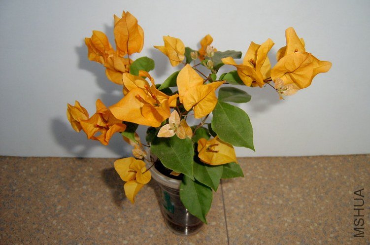 SV400595_����.JPG