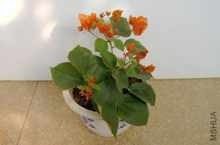 SV400636_����.JPG