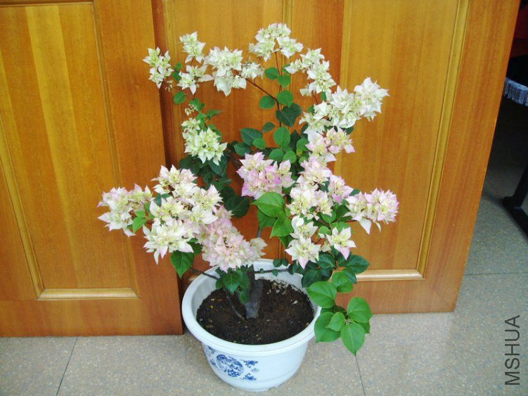 P1010032_1.JPG