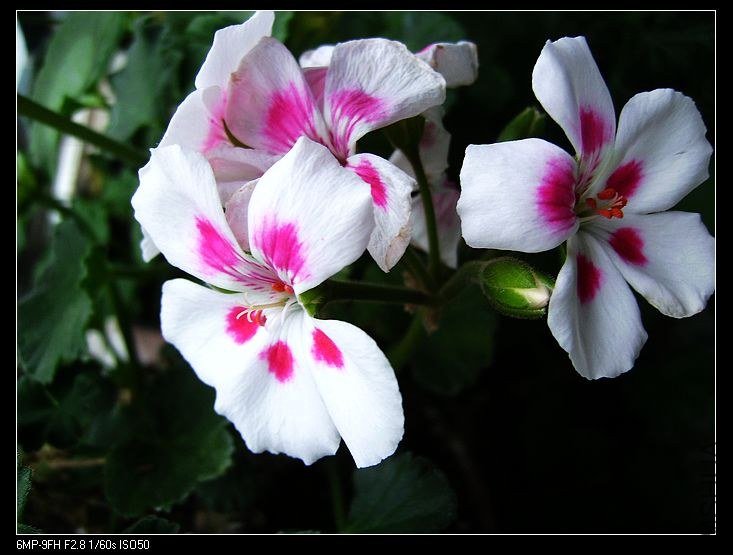 PICT6450.jpg