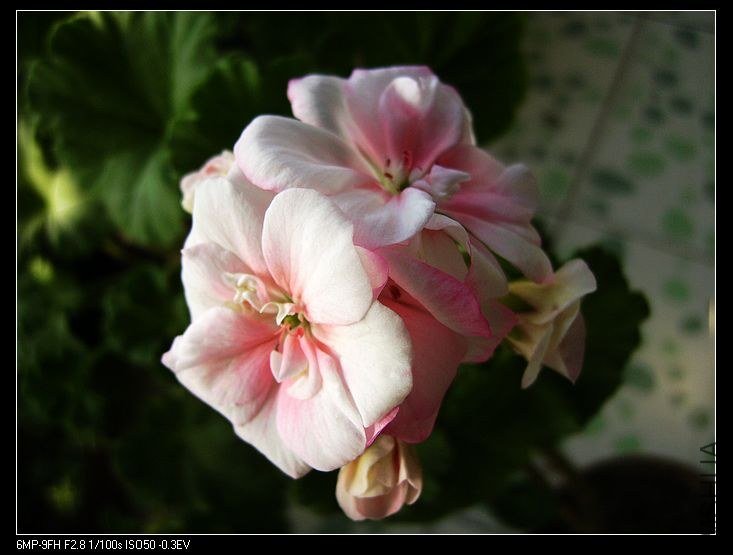 PICT6499.jpg