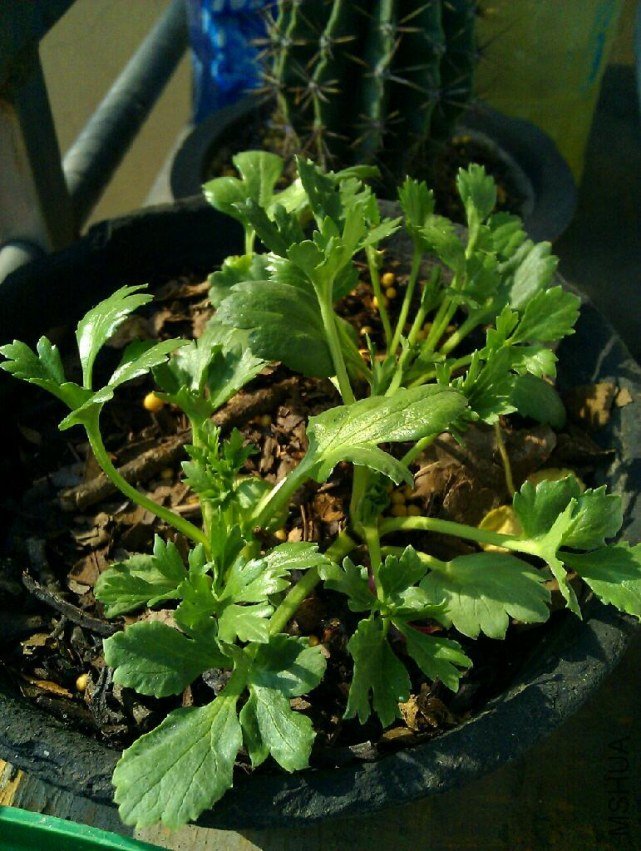 ��űȽϴ�һ��צ��ð��4��ѿ