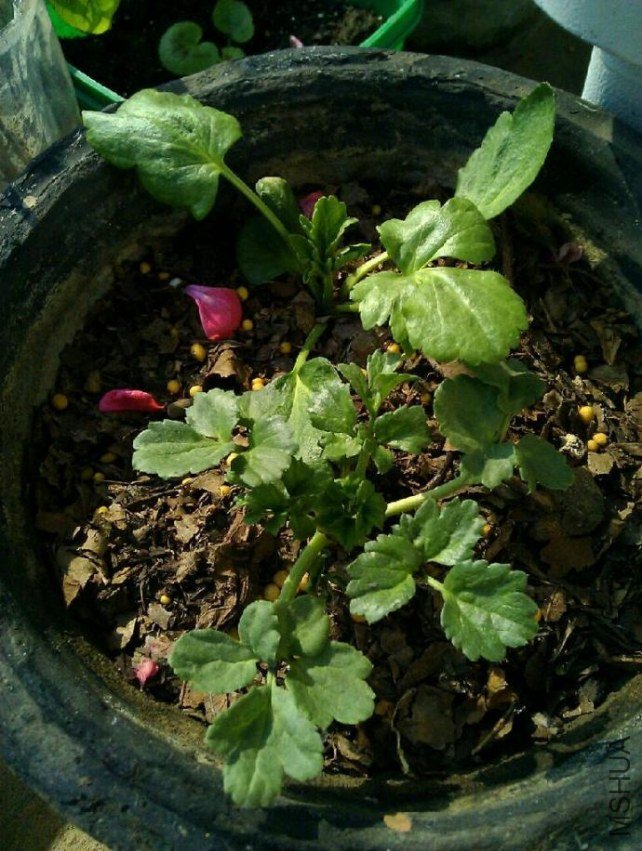 ���������ã����Ǻܴ�