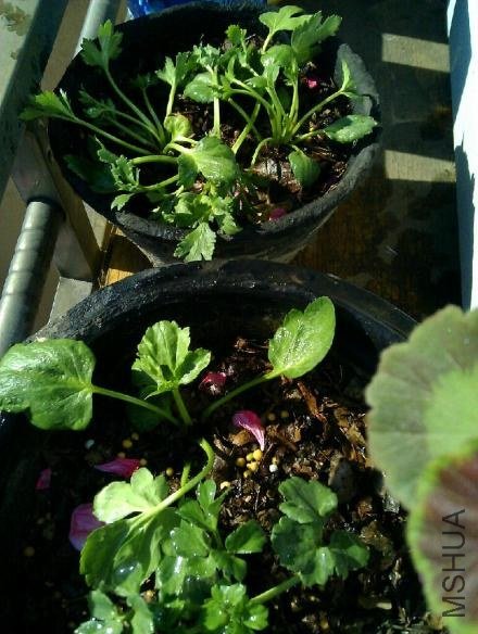 ��ëݢ��ˮǰ����Ƭ