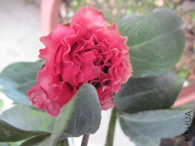 IMG_4131.jpg