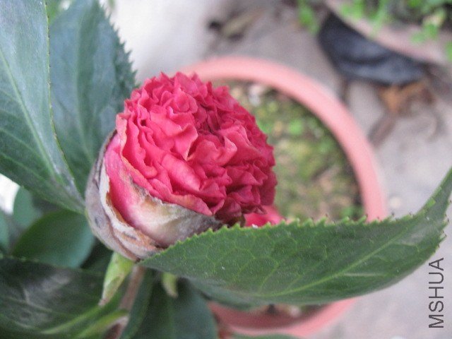 IMG_4132.jpg