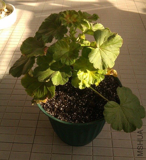 IMAG0766.jpg