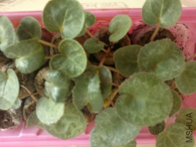 20120224036.jpg