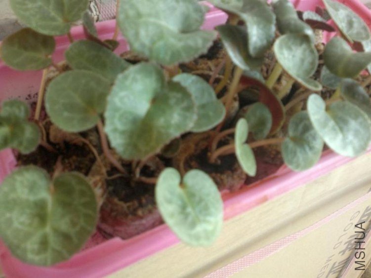 20120224037.jpg