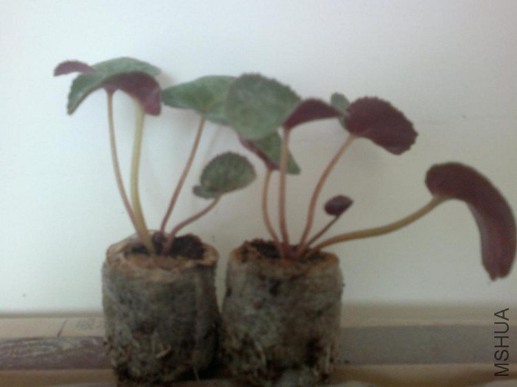 20120224039.jpg