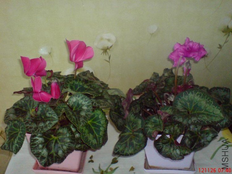 DSC03039.JPG