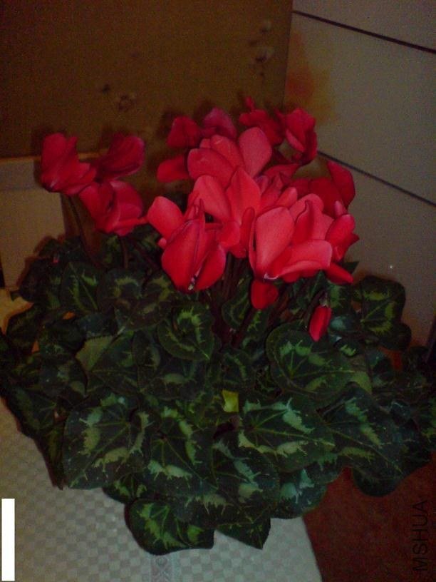 DSC03016.JPG