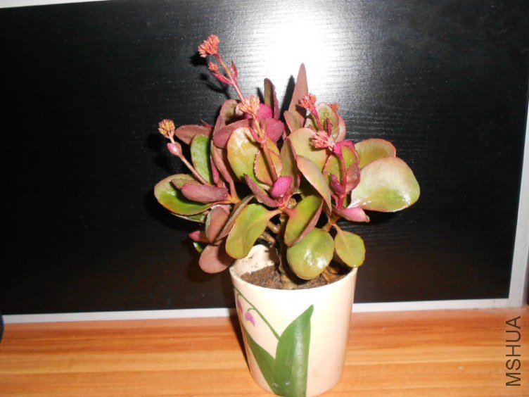 DSCN6822.JPG