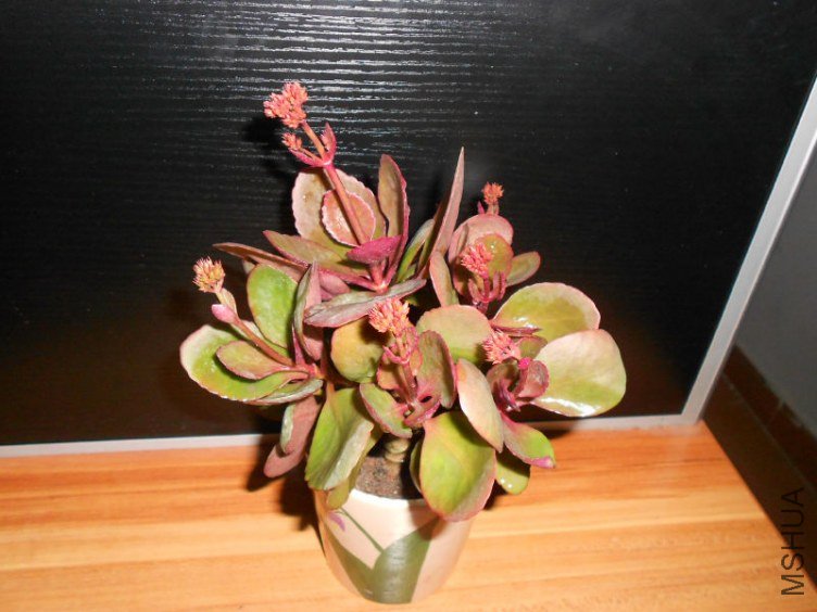 DSCN6823.JPG