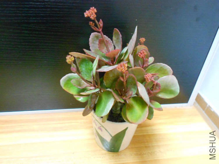 DSCN6824.JPG