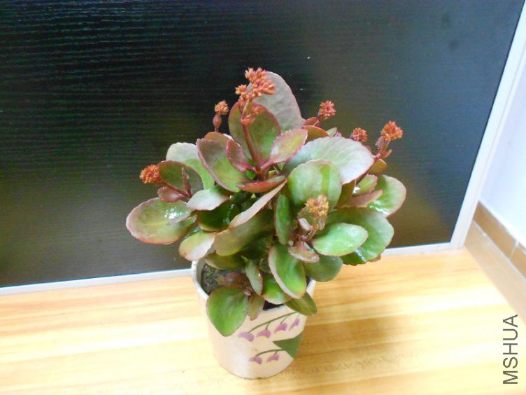 DSCN6825.JPG