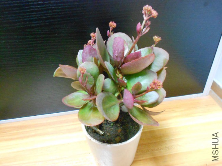 DSCN6826.JPG