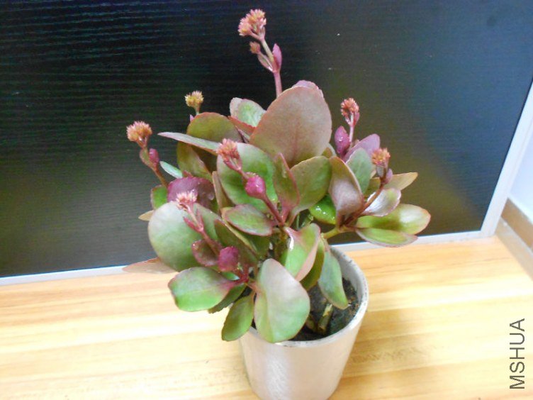 DSCN6827.JPG