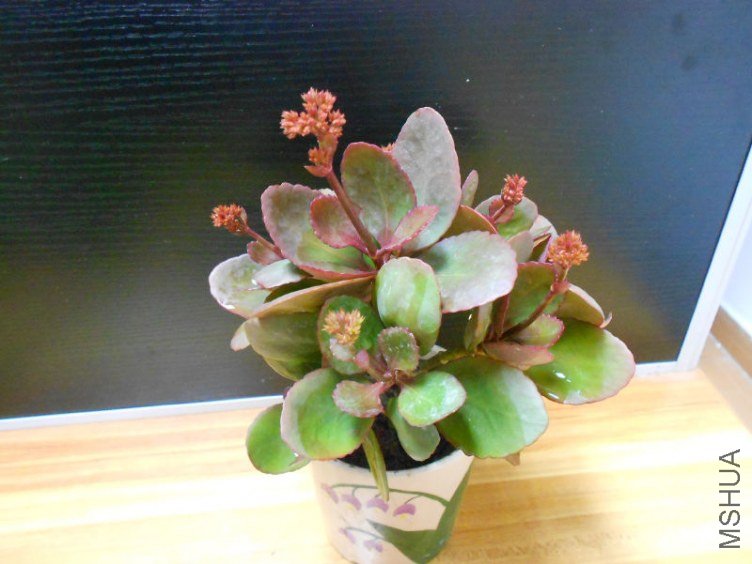 DSCN6828.JPG