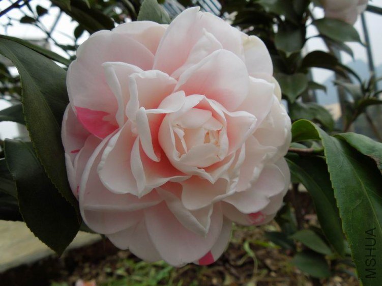 ������С DSCN4031.jpg
