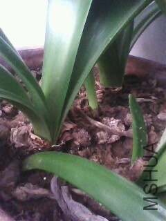 IMG0754A.jpg