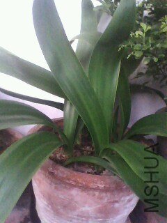 IMG0764A.jpg