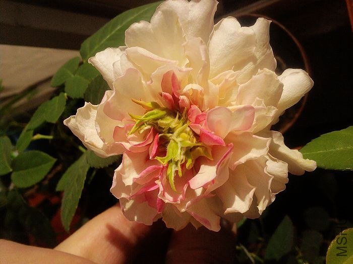 nEO_IMG_��Ƭ-0177.jpg