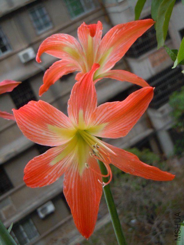 ��ɫ����