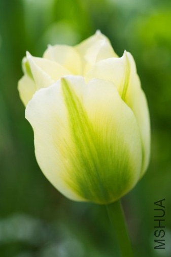 Tulipa 'Spring Green' ������"����"