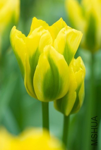 Tulipa 'Yellow Spring Green' ������"�ƻ�����"