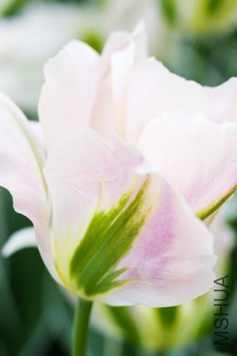 Tulipa 'China Town' ������"**��"