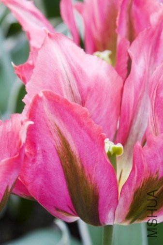 Tulipa 'Esperanto' ������"������"