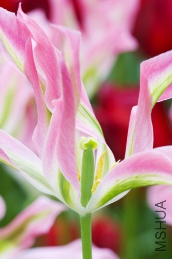 Tulipa 'Virichic' ������"ά�����"