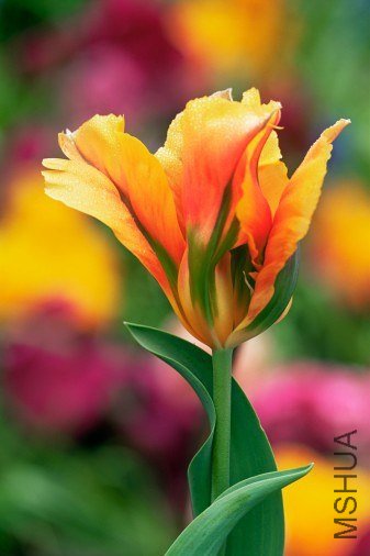 Tulipa 'Golden Artist' ������"��ɫ������"