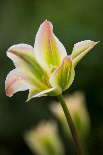 Tulipa 'Florosa' ������"�������"