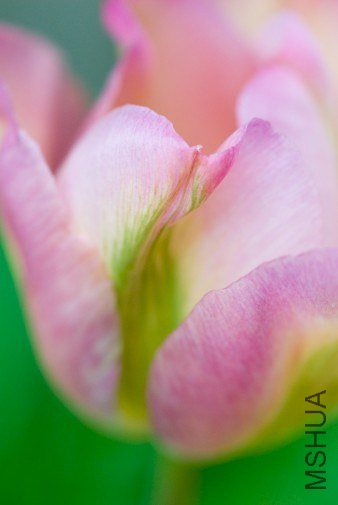 Tulipa 'Greenland' ������"��������"