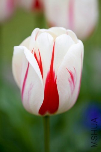 Tulipa 'Burning Heart' ������"ȼ�յ���"