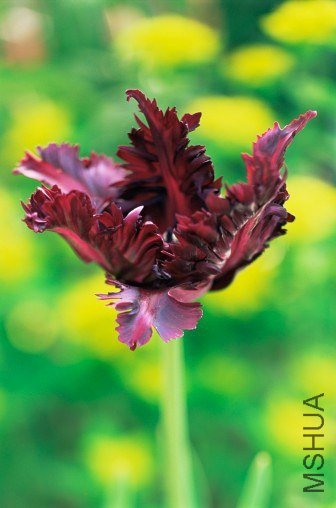 Tulipa 'Black Parrot' ������"������"