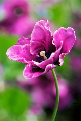 Tulipa 'Blue Parrot' ������"������"