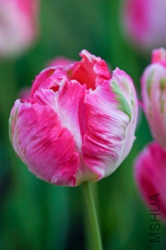 Tulipa 'Salmon Parrot' ������"�Ⱥ�����"