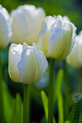 Tulipa 'White Parrot' ������"������"