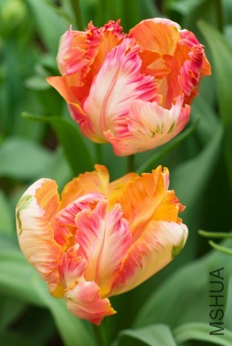 Tulipa 'Apricot Parrot' ������"������"