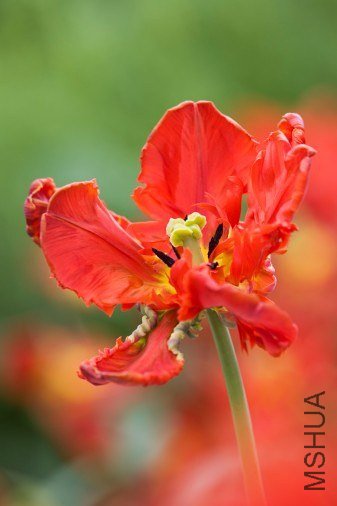 Tulipa Rococo ������"��ɿ�"