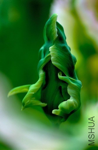 Tulipa 'Green Wave' ������"�̲�"