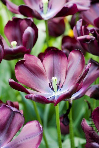 Tulipa 'Cafe Noir' ������"��ɫ���ȵ�"