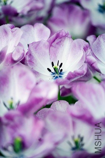 Tulipa 'Shiun' ������"����"