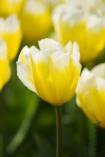 Tulipa 'Sweetheart' ������"����"