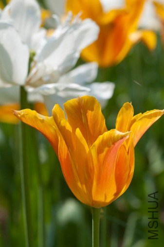 Tulipa 'Easter Surprise' ������"������ϲ"  