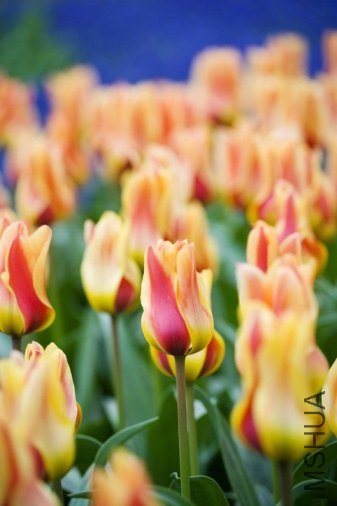 Tulipa 'Mary Ann' ������"��������" 