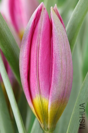 Tulipa humilis  ����������   